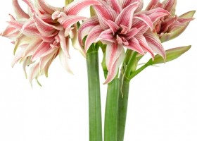 hippeastrum Doublet (1)